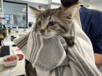 ZARA -  Domestic Medium Hair Cat for Adoption in Santa Fe, New Mexico - ZARA | PetCurious