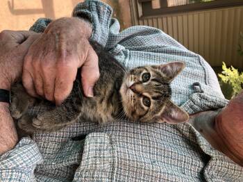 Alfie -  Domestic Short Hair Cat for Adoption in Warren, Ohio - Alfie | PetCurious