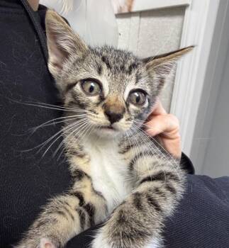 Wren -  Domestic Short Hair Cat for Adoption in Pomona, New York - Wren | PetCurious