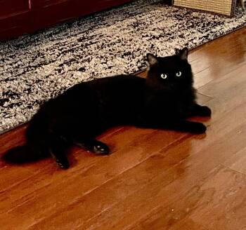 Rescue Ragamuffin Cats for Adoption in Folsom, California - Rambo | PetCurious