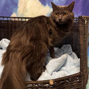 Misty -  Domestic Medium Hair Cat for Adoption in Las Vegas, Nevada - Misty | PetCurious