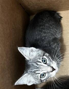 Domestic Medium Hair Cats Available for Adoption in Dallas, Texas - DOLLY | PetCurious