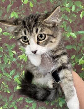 Rescue Domestic Short Hair Cats for Adoption in San Antonio, Texas - Fortuity | PetCurious