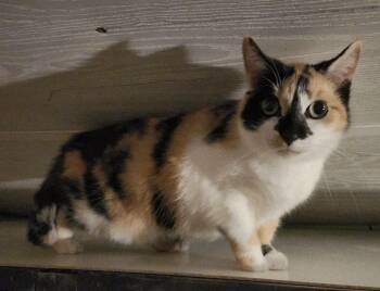 Calico and Domestic Short Hair Cats Available for Adoption in North East, Maryland - 