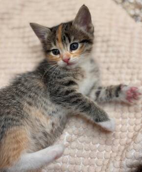 Domestic Short Hair Cats Available for Adoption in Hackensack, Minnesota - Chika | PetCurious