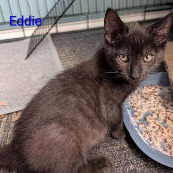 Eddie -  Domestic Short Hair Cat for Adoption in Carmel, Indiana - Eddie | PetCurious