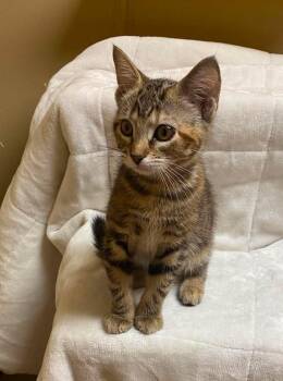 Peach Pie -  Domestic Short Hair Cat for Adoption in Maryville, Missouri - Peach Pie | PetCurious