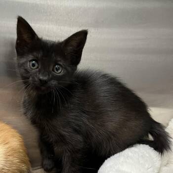 Grumpy -  Domestic Short Hair Cat for Adoption in Hawthorne, California - Grumpy | PetCurious