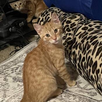Zotz--In Foster -  Domestic Short Hair Cat for Adoption in Fargo, North Dakota - Zotz--In Foster | PetCurious