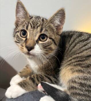 Rescue Domestic Short Hair Cats for Adoption in Cumberland, Maine - Boots | PetCurious