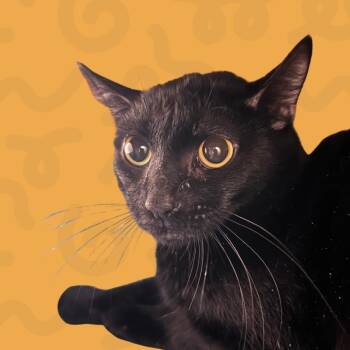 Vic -  Domestic Short Hair Cat for Adoption in Reno, Nevada - Vic | PetCurious