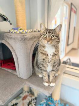 Leela -  Domestic Short Hair Cat for Adoption in Menomonie, Wisconsin - Leela | PetCurious