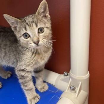 Copper -  Domestic Short Hair Cat for Adoption in Janesville, Wisconsin - Copper | PetCurious