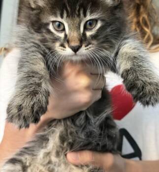 ADAM -  Domestic Short Hair Cat for Adoption in Burbank, California - ADAM | PetCurious