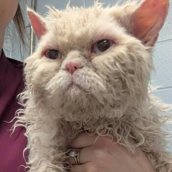 Selkirk Rex Cats Available for Adoption in Indianapolis, Indiana - Vesemir | PetCurious
