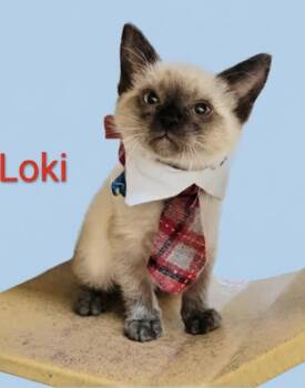 Loki -  Siamese Cat for Adoption in Dalworthington Gardens, Texas - Loki | PetCurious