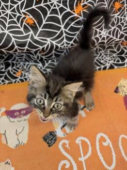 Bam-Bam -  Domestic Short Hair Cat for Adoption in Columbus, Indiana - Bam-Bam | PetCurious