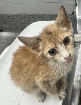 Alvin -  Domestic Short Hair Cat for Adoption in West Chester, Pennsylvania - Alvin | PetCurious
