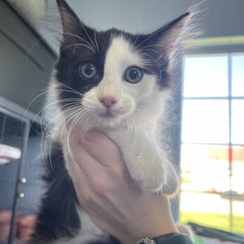 Domestic Medium Hair Cats Available for Adoption in Lenexa, Kansas - Tom Ford | PetCurious
