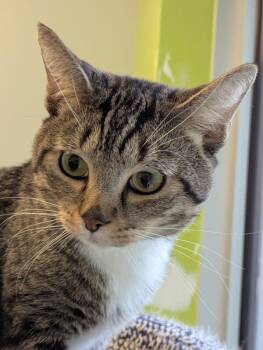 Frankfurt -  Domestic Short Hair Cat for Adoption in Winnipeg, Manitoba - Frankfurt | PetCurious