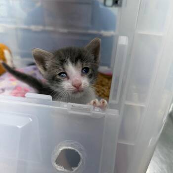 Pedal to the Metal -  Domestic Short Hair Cat for Adoption in Port Richey, Florida - Pedal To The Metal | PetCurious