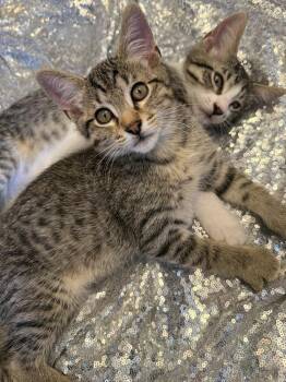 Helm -  Domestic Short Hair Cat for Adoption in Chicago, Illinois - Helm | PetCurious