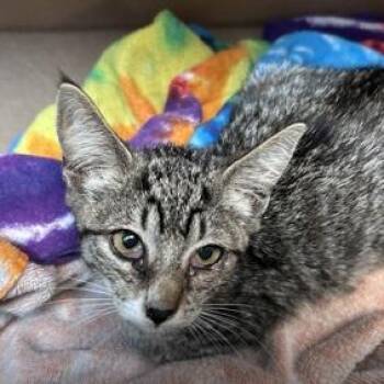 Turkish Delight -  Domestic Short Hair Cat for Adoption in New York, New York - Turkish Delight | PetCurious