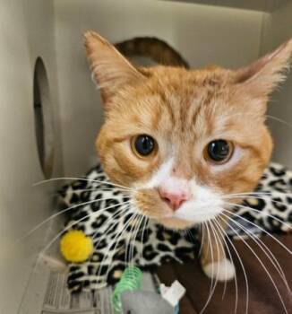 Hanibel -  Domestic Short Hair Cat for Adoption in Phoenixville, Pennsylvania - Hanibel | PetCurious
