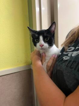 Sam -  Domestic Short Hair Cat for Adoption in Rockwall, Texas - Sam | PetCurious