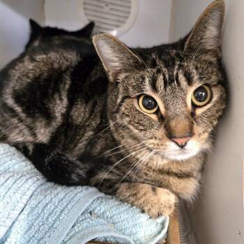 Domestic Short Hair Cats Available for Adoption - TARGET | PetCurious