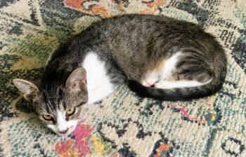 Sassie -  Domestic Short Hair Cat for Adoption in Mooresville, North Carolina - Sassie | PetCurious