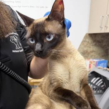 Clementine -  Siamese Cat for Adoption in Dickinson, Texas - Clementine | PetCurious