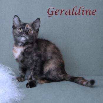 Domestic Short Hair Cats Available for Adoption - Geraldine C25-326 | PetCurious