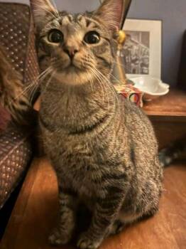 Billie Holiday -  Domestic Short Hair and Tabby Cat for Adoption in Cleveland, Ohio - Billie Holiday | PetCurious