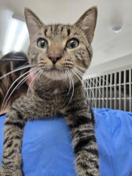 RUFUS -  Domestic Short Hair Cat for Adoption in Southbury, Connecticut - RUFUS | PetCurious