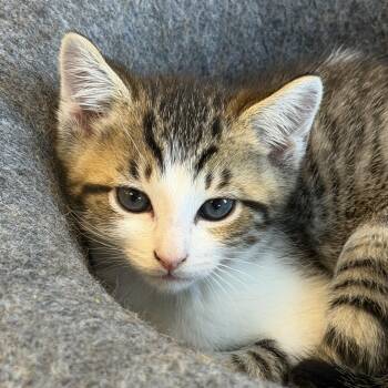 Surfboard -  Domestic Short Hair Cat for Adoption in Cooperstown, New York - Surfboard | PetCurious