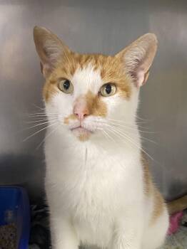 Jessie -  American Shorthair Cat for Adoption in Spencer, Indiana - Jessie | PetCurious