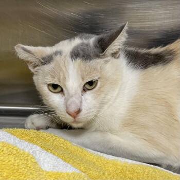 Enchilada -  Domestic Short Hair Cat for Adoption in Palm Springs, California - Enchilada | PetCurious