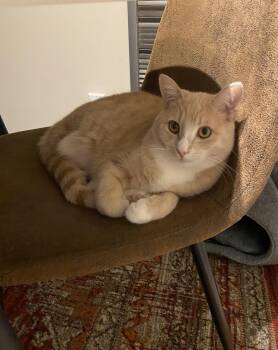 Domestic Short Hair Cats Available for Adoption - Peach *MUST BE ADOPTED WITH WAFFLE* | PetCurious