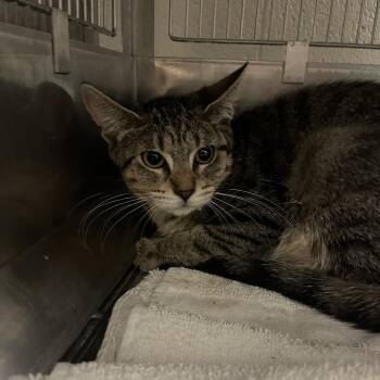 Jenga -  Domestic Short Hair Cat for Adoption in Bristol, Indiana - Jenga | PetCurious