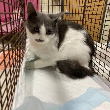 NELSON -  Domestic Medium Hair Cat for Adoption in Modesto, California - NELSON | PetCurious