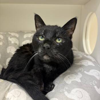 Domestic Short Hair Cats Available for Adoption - Tampa Bae | PetCurious