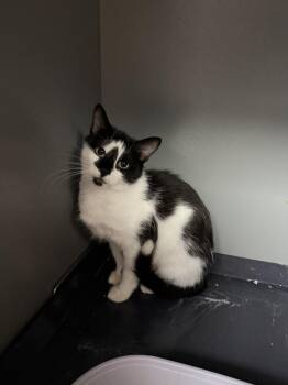 Maia -  Domestic Medium Hair Cat for Adoption in West Mifflin, Pennsylvania - Maia | PetCurious