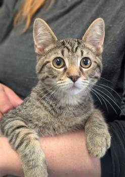 STEVE -  Domestic Short Hair Cat for Adoption in Canfield, Ohio - STEVE | PetCurious