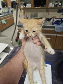 Ken -  Domestic Short Hair Cat for Adoption in Gainesville, Florida - Ken | PetCurious