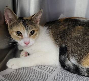 Fm 2 -  Domestic Short Hair Cat for Adoption in Lawrenceville, Georgia - Fm 2 | PetCurious
