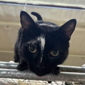Rescue American Shorthair Cats for Adoption in Marble Falls, Texas - Minnie Pearl | PetCurious