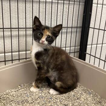 Kelly -  Domestic Short Hair Cat for Adoption in Montgomery, Alabama - Kelly | PetCurious