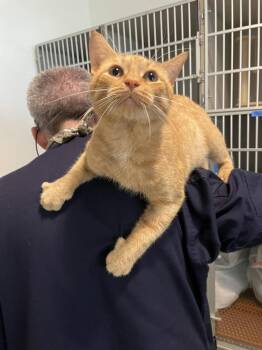 Trouble Puffs -  Domestic Short Hair Cat for Adoption in Ferndale, Michigan - Trouble Puffs | PetCurious
