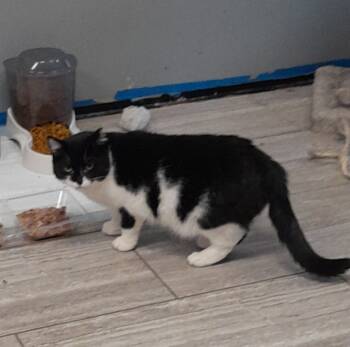 Rescue Domestic Short Hair Cats for Adoption in Brighton, Michigan - Wilma | PetCurious